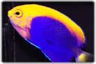 African Flameback Angelfish